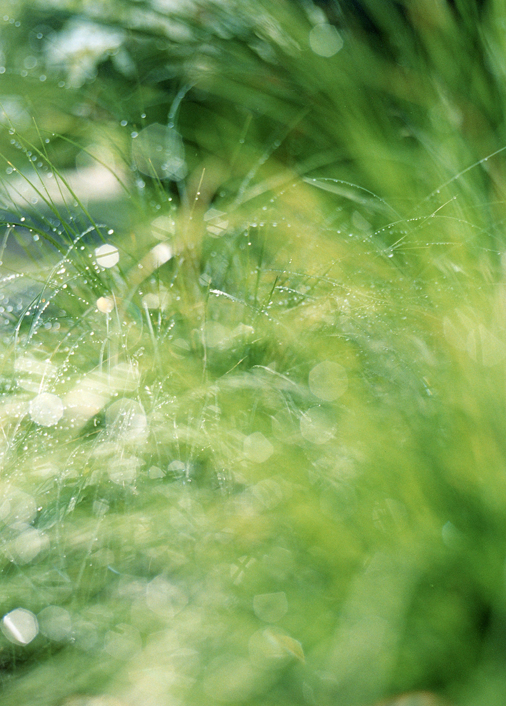 隣の芝は青くない（あるいは、自分の芝の青さを知ろう）